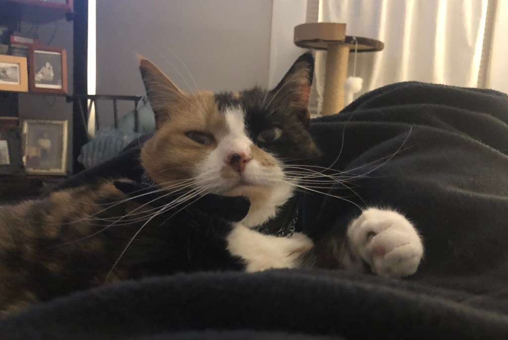 Grumpy looking calico cat rests firmly on her human's lap, which is covered by a cozy blue blanket.
