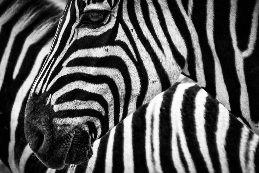 Two zebras standing together, highlighting their different stripes. This is the same image as our header except it is not cropped.
