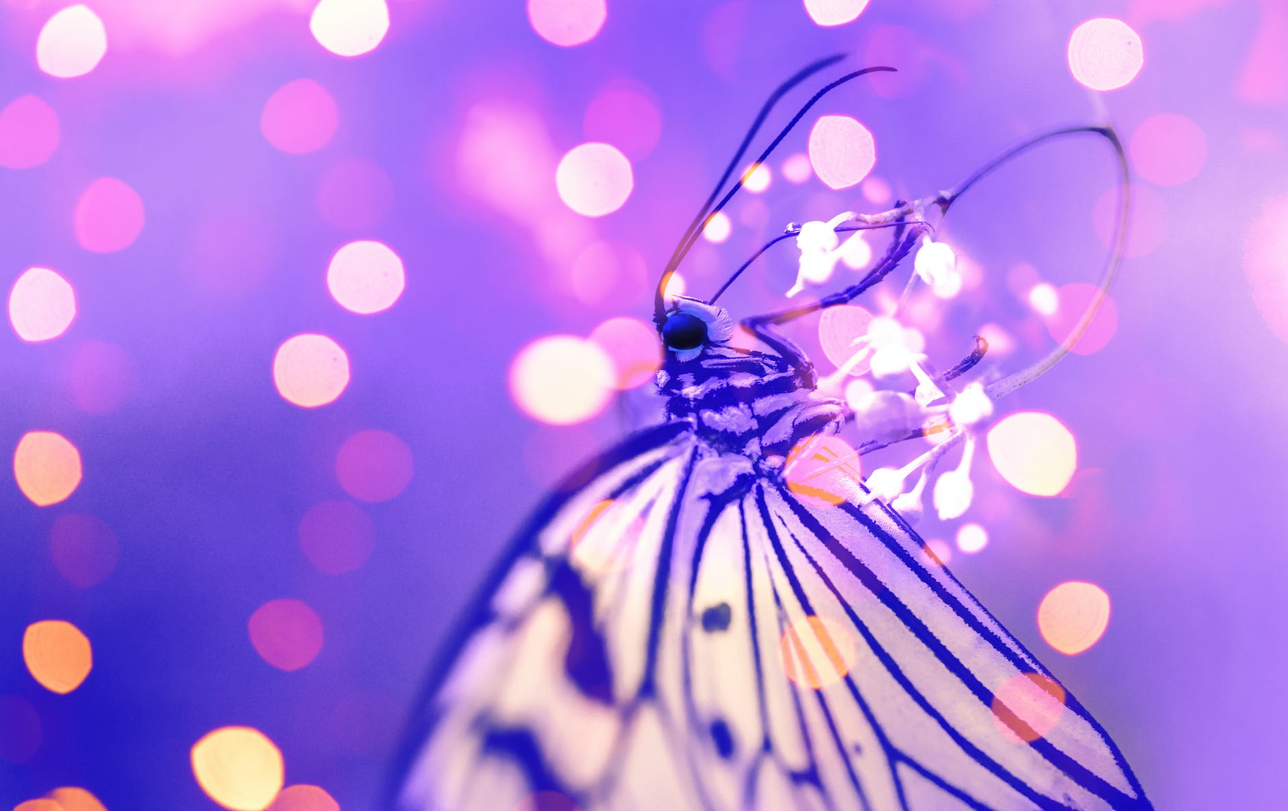 Close up of a whispy, tiny purple butterfly alighting on tiny white flowers against a deep purple background and surrounded by tiny fairy lights.