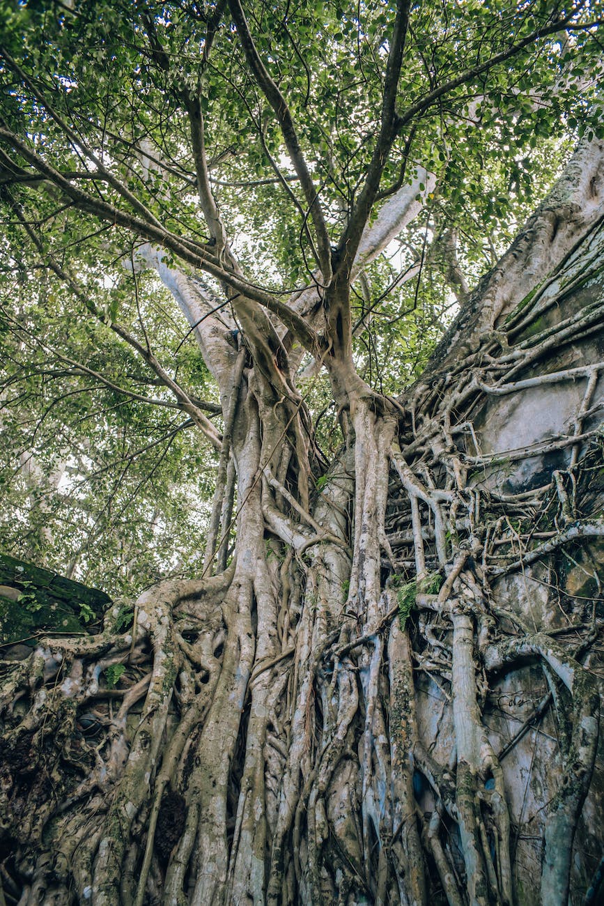 Ancient trees stand together on a steep cliff under their own shade, their limbs and roots resemble the vascular system. 