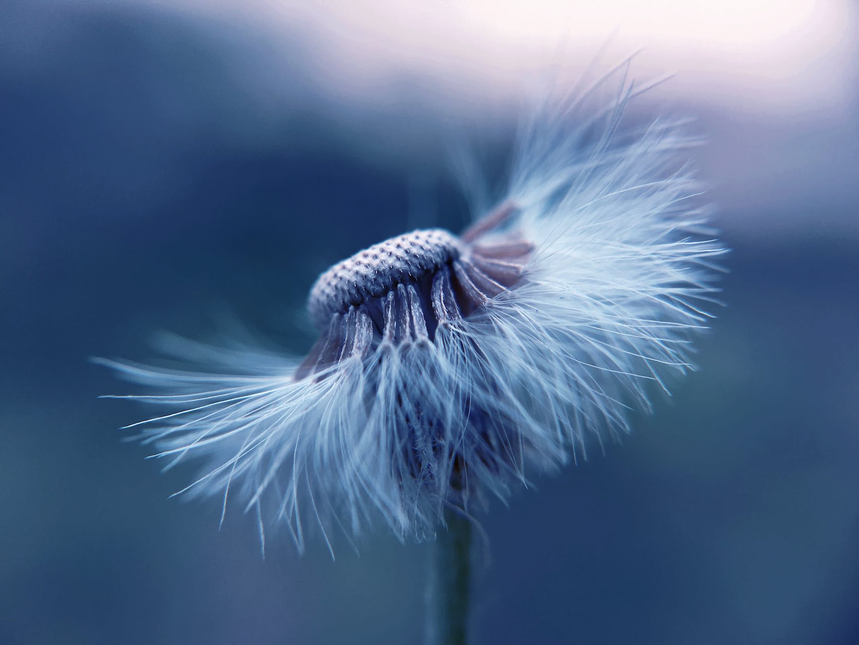 A white puff of dandelion with the top half of its seeds blown away as a wish for freedom of all CTD zebras from pain.
